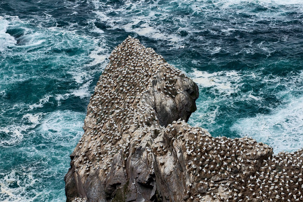 Shetland 265 copia
